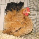 Top 5 legszebb dekoratív csirkék jellemzői és áttekintést fajták