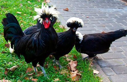 Top 5 legszebb dekoratív csirkék jellemzői és áttekintést fajták