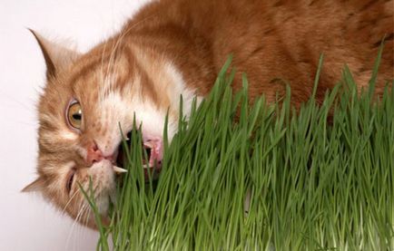 Grass macskáknak milyen marihuána, és hogy mit evett, milyen a növény