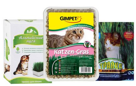Grass macskáknak milyen marihuána, és hogy mit evett, milyen a növény