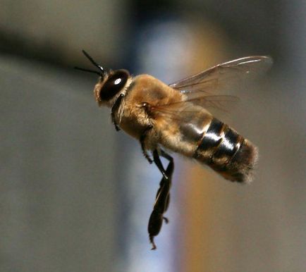 Drone - egy férfi méh