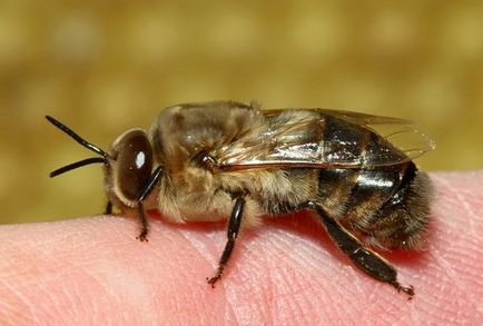 Drone méh, aki az ő szerepe a családban, hány életet drone