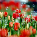 Tulipán tavaszi különösen leszállás és karbantartása - celhozportal