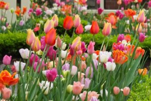 Tulipán tavaszi különösen leszállás és karbantartása - celhozportal
