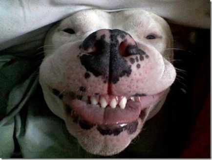 Smiles Kutyája