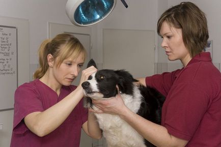Fülrühösség kezelt kutyák, a tünetek