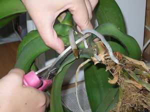 Törődés az orchidea virágzás után, ha szükséges, vágott szárát, hogy a legjobb módja annak, hogy csináld