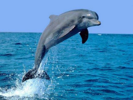 Sokat tanulnak a delfinek (3 fénykép)