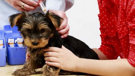 Védőoltás kutyák szabály kölykök oltási séma szerint, az ár
