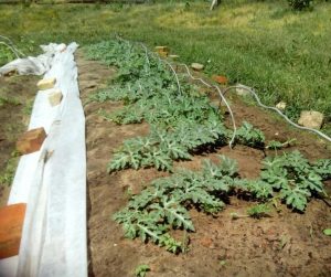 Növekvő görögdinnye Szibériában a nyílt terepen és az üvegházakban, ha a növény dinnyemag vélemények
