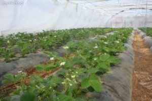Eper termesztése üvegházi évben - Tippek hétvégi házak