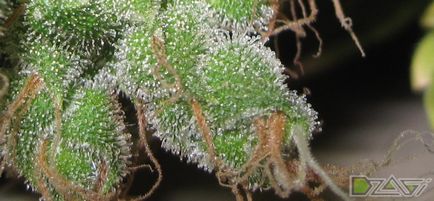 Kannabisz termesztésének otthon - összegyűjtésére aratás aratás