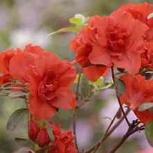 Növekvő rododendronok, családi ház