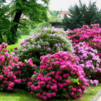 Növekvő Rhododendron ültetés, gondozás, transzfer és a reprodukció, fotó rododendronok a kertben, és a