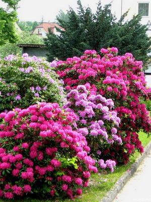 Növekvő Rhododendron ültetés, gondozás, transzfer és a reprodukció, fotó rododendronok a kertben, és a