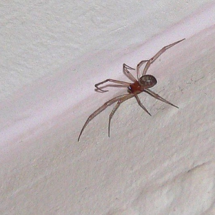 A lakás megjelent pókok igazi jele