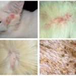 Tetvek macskák - Kép, tünetek és kezelés