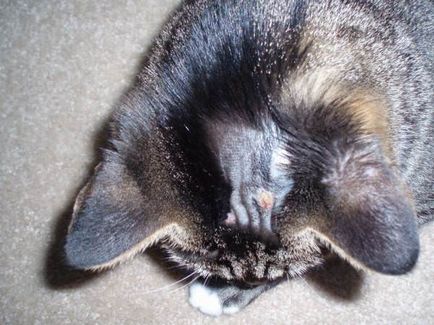 Tetvek macskák - kezelés, a tünetek és hogyan lehet a fogó macskák