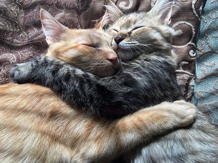 Szerelmesek macska és a macska lett a csillagok az internet