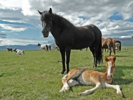 Együtt megtudja, hogyan lovak aludni - állt vagy fekve - és miért csinálja