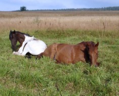 Együtt megtudja, hogyan lovak aludni - állt vagy fekve - és miért csinálja