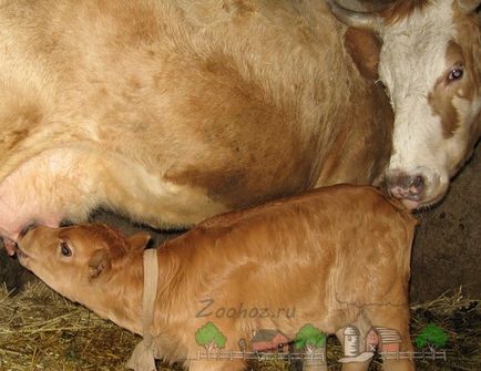 Mindenféle tehén és borjú születése fotó és videó felülvizsgálat