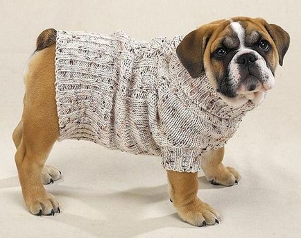 Kötött ruhák kutyák saját kezűleg az utasítást, tippeket és fotók