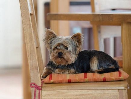 Tenyésztési yorkshire terrier tanácsok kezdőknek kutya tenyésztő