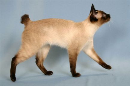 Jellemzői macska fajták bobtail