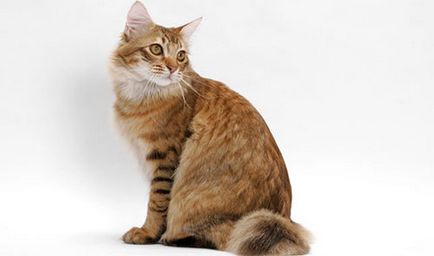 Jellemzői macska fajták bobtail