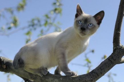 Jellemzői macska fajták bobtail