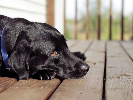 kutyafajta Labrador Feature