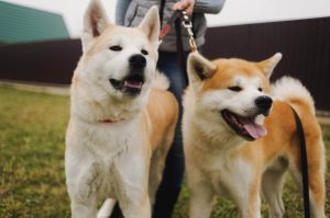 Japán kutyafajta fotókat címek és leírások „hogy mancs”