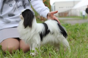 Japán kutyafajta fotókat címek és leírások „hogy mancs”