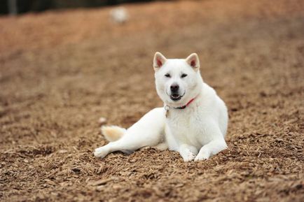 Japán kutyafajta fotókat címek és leírások „hogy mancs”
