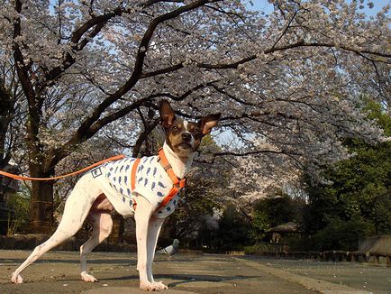 Japán kutyafajták - tükrözi
