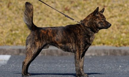 Japán kutyafajták képekkel és nevek képviselőinek egy áttekintést az összes leírás