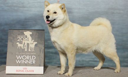 Japán kutyafajták képekkel és nevek képviselőinek egy áttekintést az összes leírás
