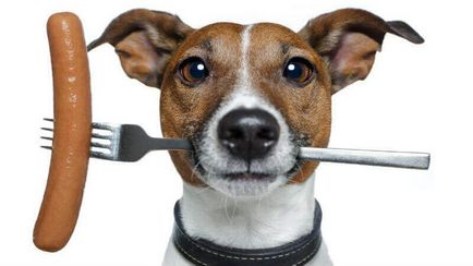 Székrekedés kutyák 🐶, hogy mit és hogyan kell kezelni otthon