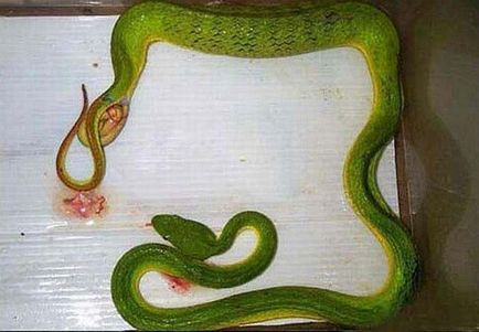 elevenszülő kígyók