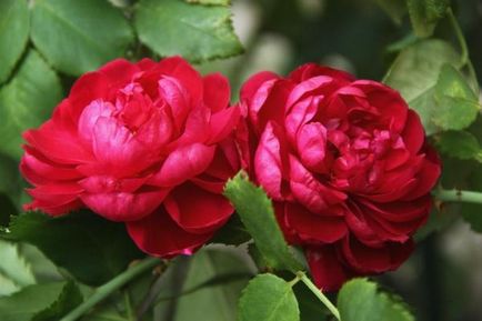 10 legjobb Cordes rózsák
