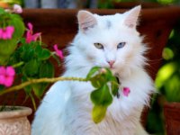 Török angóra - fotók macska, fajta leírás, karakter
