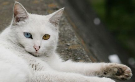 Angóra macska (török ​​angóra) tenyészteni leírás, fényképek, képességgel, ár, és vélemények