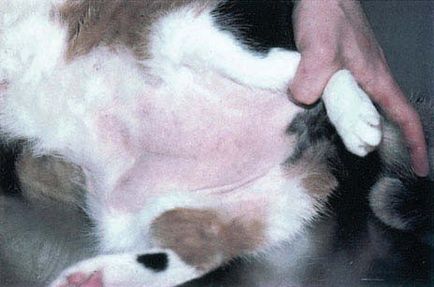 Atópiás dermatitis macskák, állatorvos