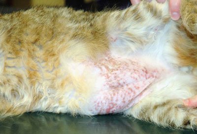 Az atópiás dermatitis macskák