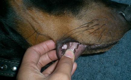Szemölcsök kutyák (fotó) az arc, láb, test, ajak, bőr, mit kell tenni, kezelések