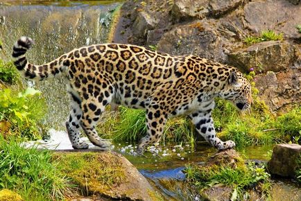 A gepárd eltér a leopárd és a jaguár, gepárd veri ferrari - youtube, három macska és
