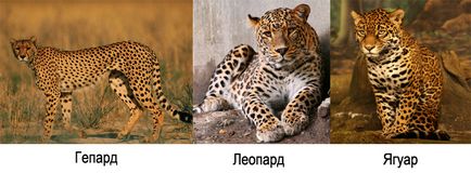 A gepárd eltér a leopárd és a jaguár, mi a különbség
