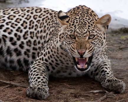 A gepárd eltér a leopárd és a jaguár, mi a különbség (Leopard) A gepárd eltér a leopárd és a jaguár, mi a különbség
