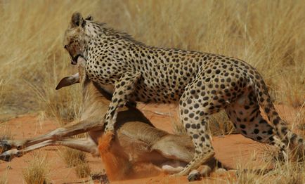 A gepárd eltér a leopárd és a jaguár, mi a különbség